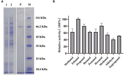 Enzymatic properties of alcohol dehydrogenase PedE_M.s. derived from Methylopila sp. M107 and its broad metal selectivity